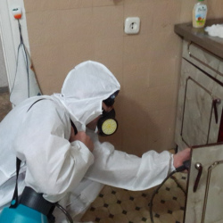 Дезинфекция от муравьев в квартире в Колпашево